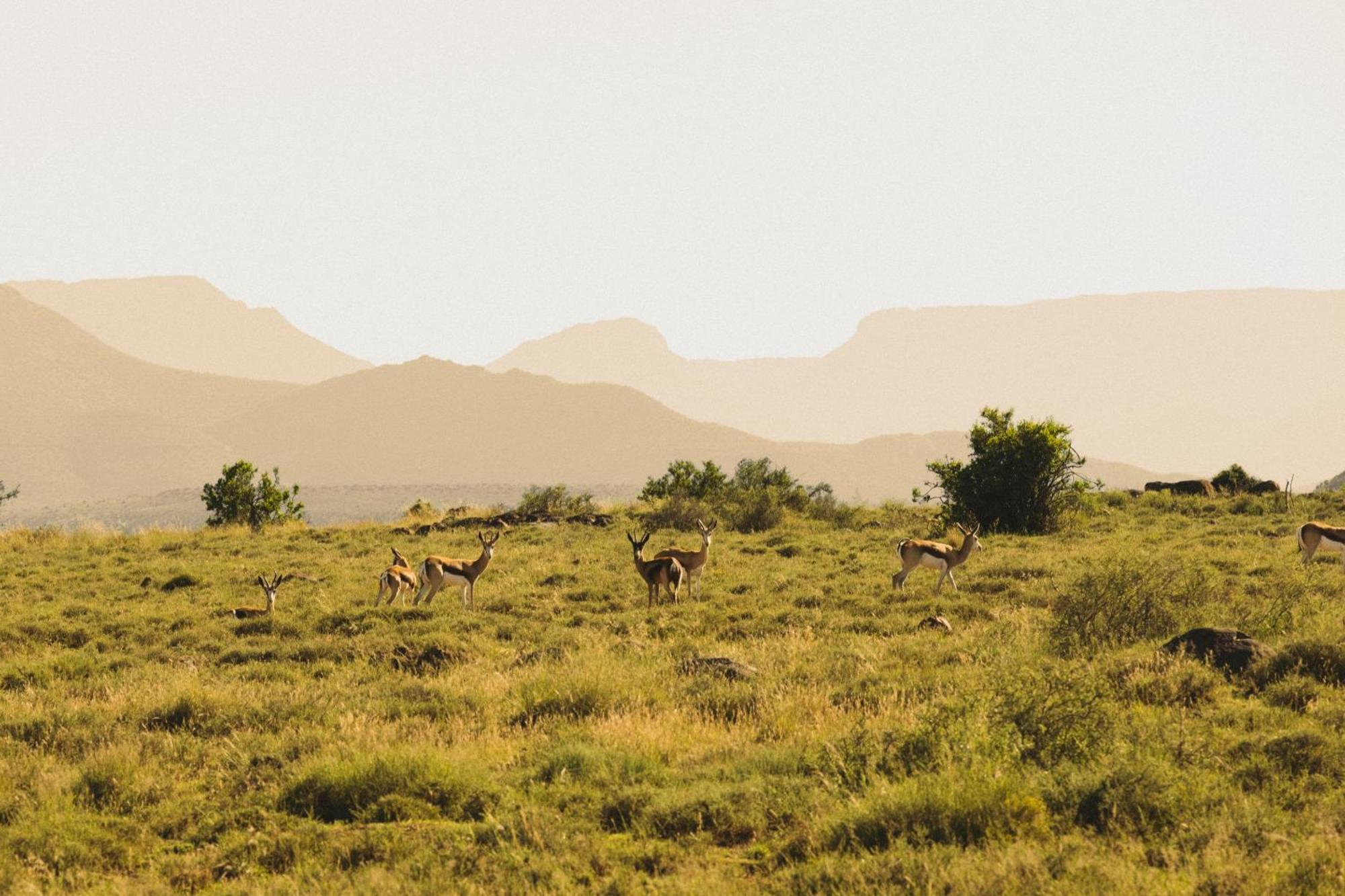 Buccara Wildlife Reserve Graaff Reinet Luaran gambar